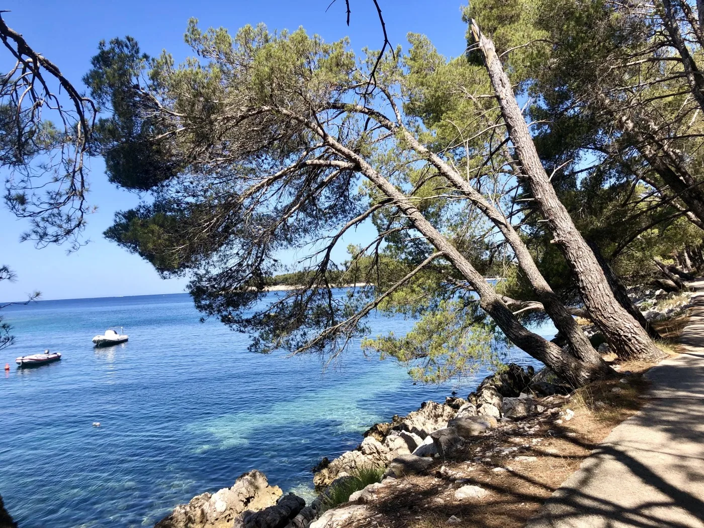 Pine trees leaning over clear Adriatic water and a rocky shoreline